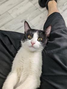 Котенок  в добрые руки