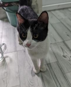 Котенок  в добрые руки