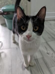 Котенок  в добрые руки