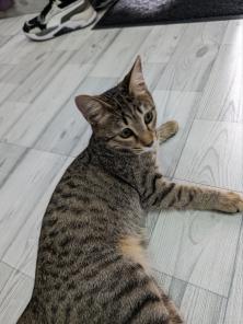 Котенок в добрые  руки