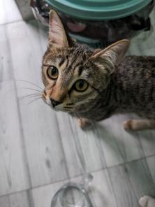Котенок в добрые  руки